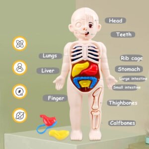 3D Puzzle Mannequin Kid Montessori Anatomy Model Educational Learning Organ Assembled Toy Body Organ Teaching Tool For Children