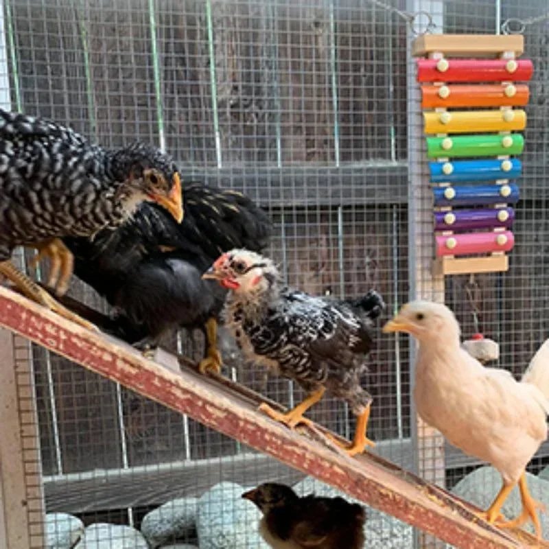 img_aliexpress_1738321076_2.jpeg 3